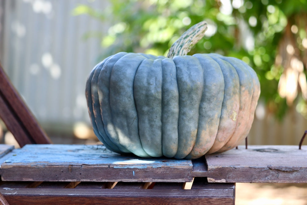 Queensland Blue winter squash seeds from SeedsNow, showing vibrant blue seeds perfect for planting and growing winter squash.