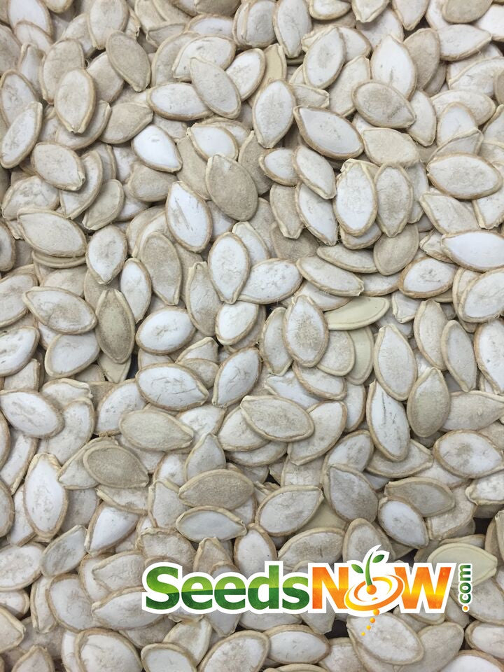 Green striped Cushaw winter squash seeds from SeedsNow, showing fresh seeds with vibrant coloration and textured surface.