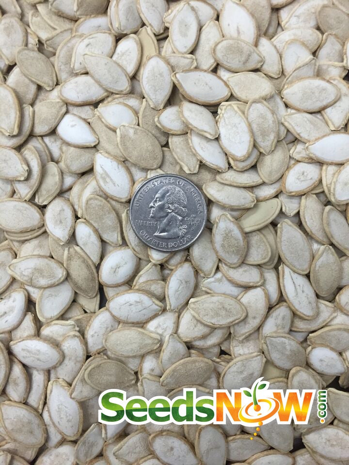 Green striped Cushaw winter squash seeds from SeedsNow, showing the seeds with vibrant green and yellow striped pattern.