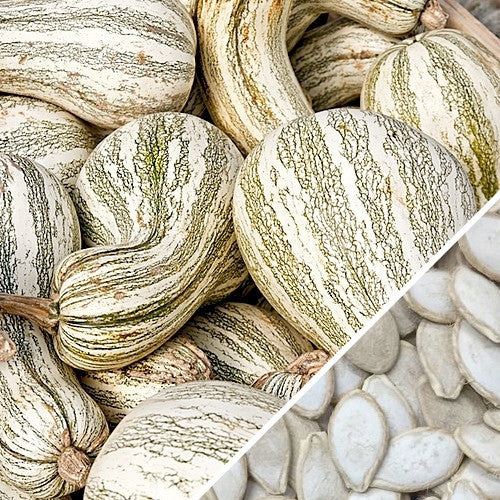 Green striped Cushaw winter squash seeds from SeedsNow, showing vibrant squash with distinctive green and yellow patterns.