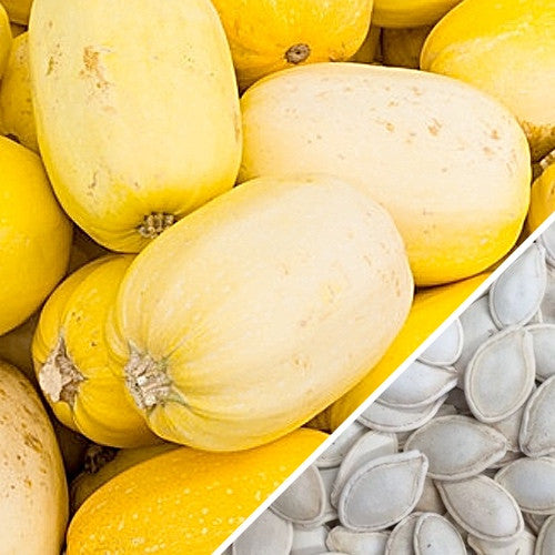 Winter spaghetti squash seeds from SeedsNow, featuring fresh, healthy spaghetti squash seeds for planting and growing.