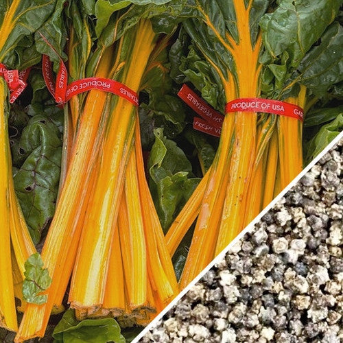 Orange Swiss Chard seeds from SeedsNow, showing vibrant orange leaf stems and lush green leaves.