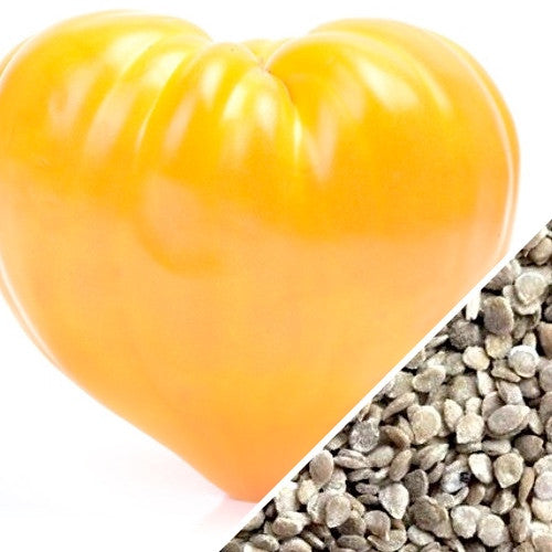 Yellow Oxheart indeterminate tomato seeds from SeedsNow, showing vibrant, heart-shaped tomato seeds on a white background.