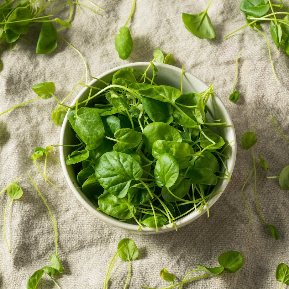 Buy fresh 100% True Watercress seeds online from the USA now!