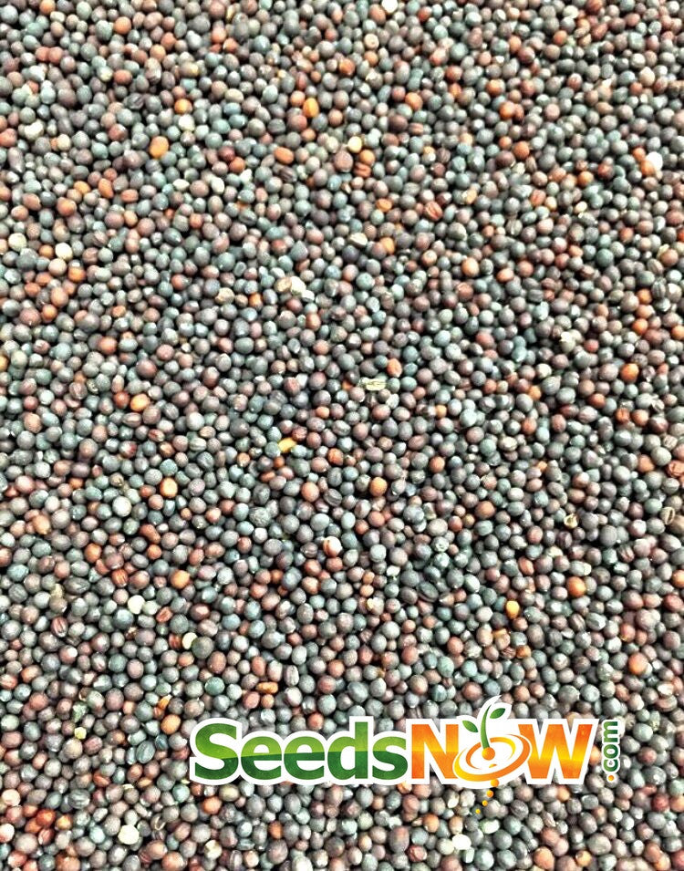 Golden Globe turnip seeds close-up with mixed colors and SeedsNow logo