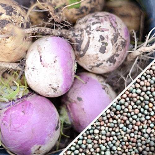 Fresh purple top white globe turnips with seeds for planting