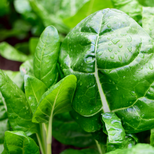 Order Swiss Chard Barese Dark Green seeds online from the USA. 30 days for Baby Leaf greens & salads! Open-pollinated, USA-quality, NON-GMO organic seeds & more!