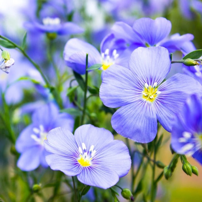 Buy Blue Flax Flower seeds (Linum perenne) online from the USA!