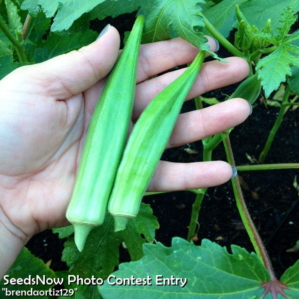 Emerald green velvet okra seeds from SeedsNow, close-up of seed packets showing vibrant green seeds for planting