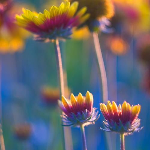 Wildflower mix featuring coneflowers from SeedsNow, showcasing vibrant, colorful coneflower scatter garden seed mix for planting