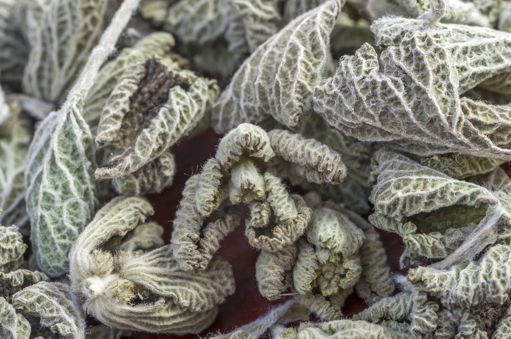 Horehound Seeds from SeedsNow, small dried horehound herb seeds for planting or herbal use.