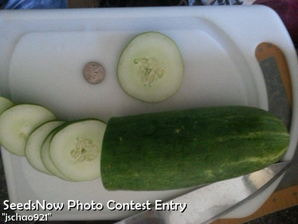 Sliced Marketer cucumber on white cutting board with quarter for size comparison and knife nearby