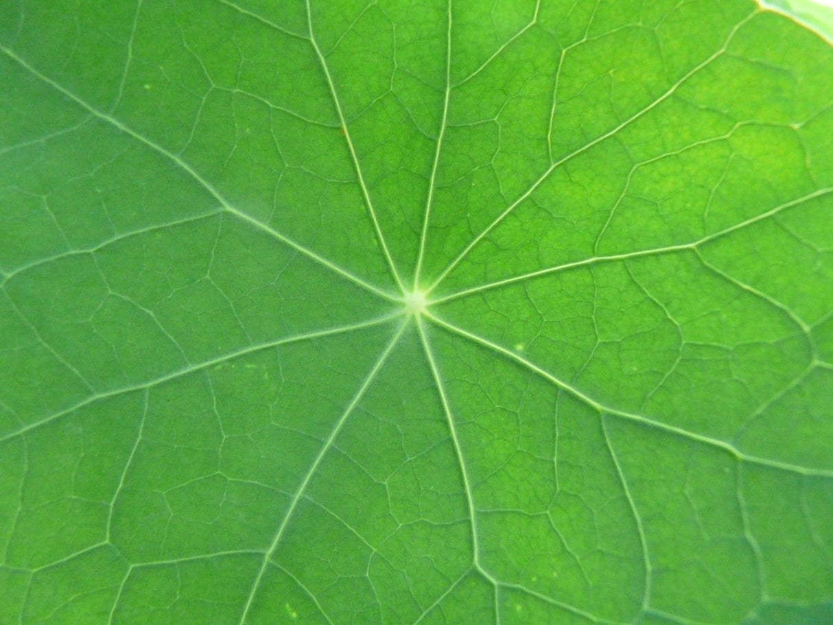 Nasturtium Whirlybird flower seeds by SeedsNow with vibrant green leaves and colorful blooming flowers in a garden setting.