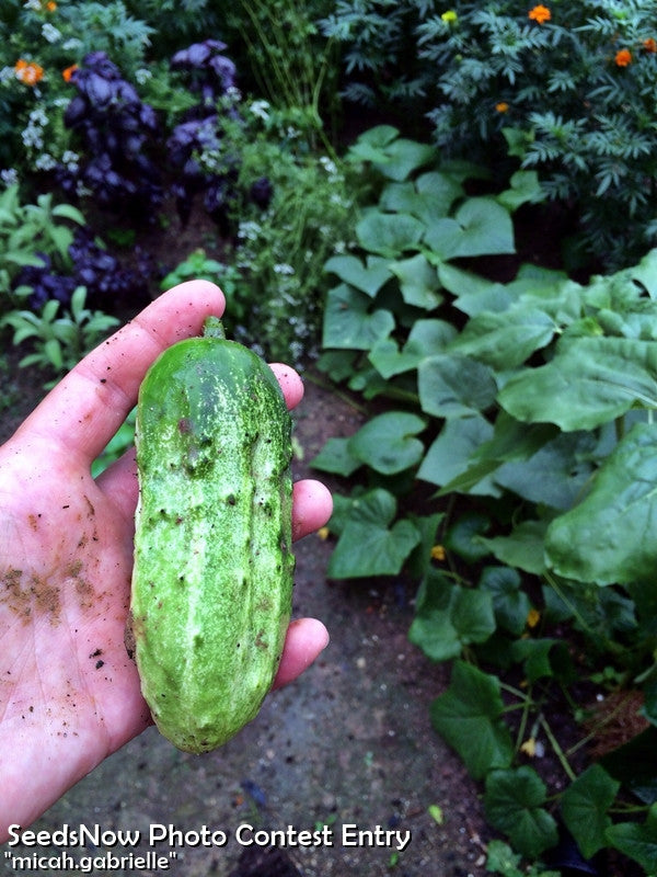 Hand holding fresh 6-inch National Pickling cucumber with garden plants in background