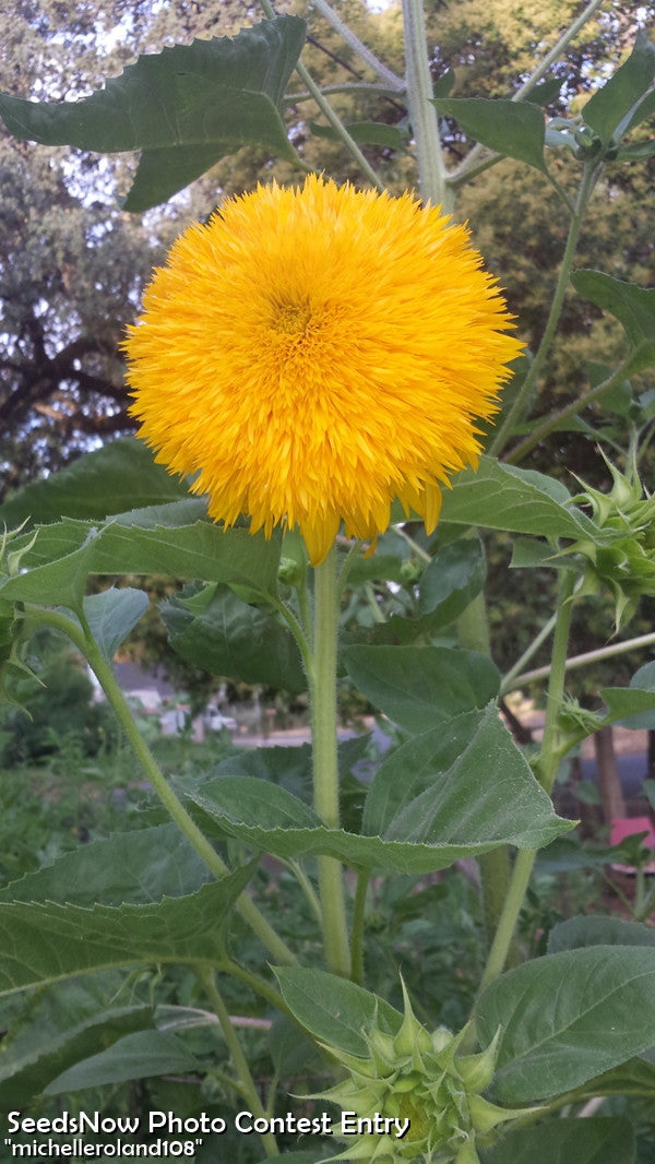 Sunflower Sun Gold Tall flower seeds from SeedsNow, featuring vibrant yellow blooms and green foliage in full view.
