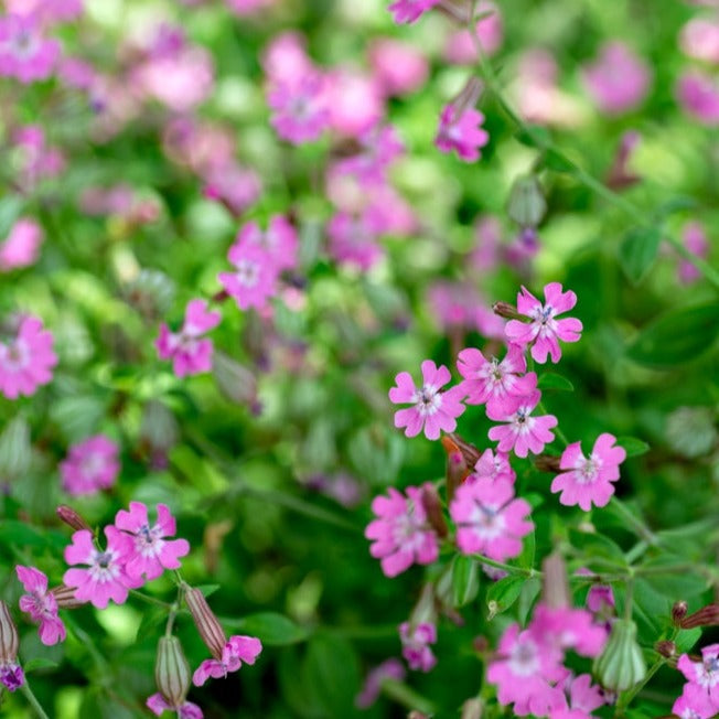 Nodding Catchfly seed plant with clusters of pink flowers and green foliage in a garden setting