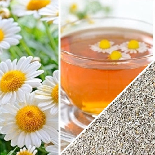 German Chamomile Flower seeds for sale to buy online in the USA! Matricaria chamomilla