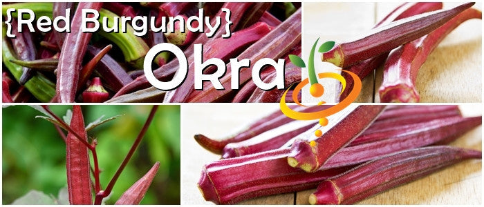 Red Burgundy okra pods and stems showcasing deep red color and green leaves, highlighting Okra - Red Burgundy seeds variety.