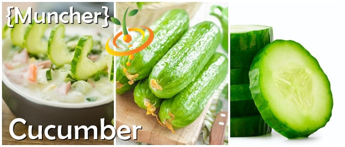 Muncher cucumber variety fresh whole and sliced with cucumber salad showing medium sized fruits with excellent flavor