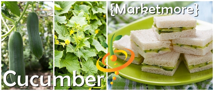 Marketmore cucumber seeds by SeedsNow displayed in a close-up image showing fresh green cucumbers and seed packets.