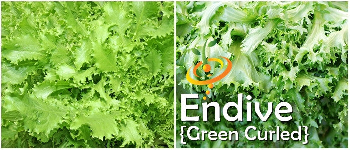 Green curled Ruffec endive plant grown from SeedsNow seeds with vibrant, ruffled leaves in a gardening setting.