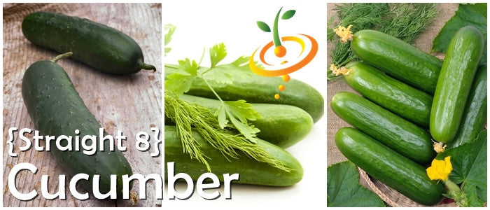 Straight 8 cucumber seeds with fresh harvested cucumbers perfect for salads and fresh eating