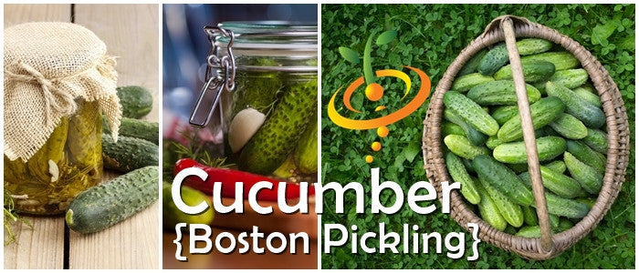 Boston Pickling cucumber seeds from SeedsNow, showing fresh cucumber plants growing from seed in garden soil.