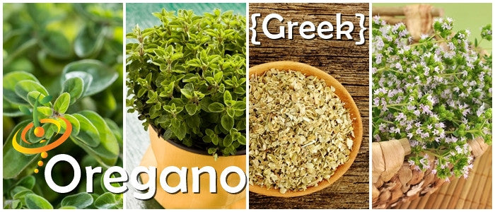 Fresh Greek oregano seeds from SeedsNow, showing small green seeds ideal for herb gardening and culinary use.