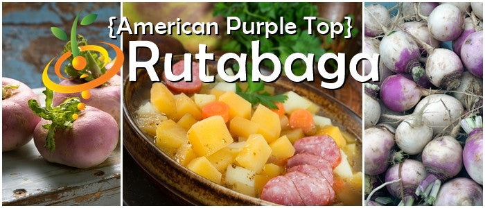 American Purple Top rutabaga roots and cooked rutabaga dish with sausage, showcasing round purple and yellow rutabaga varieties
