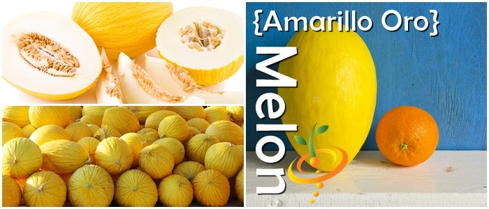 Amarillo Oro melon seeds from SeedsNow, showing yellow melon seeds on a white background.