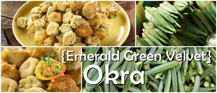 Emerald green velvet okra seeds from SeedsNow, showcasing vibrant okra seed packets with detailed packaging and branding.