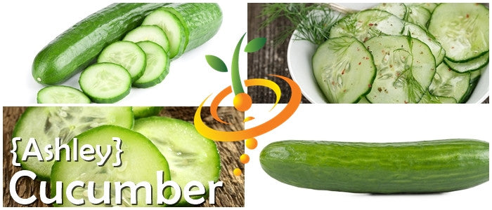 Fresh green cucumber grown from Ashley Seeds by SeedsNow, displaying smooth skin and cylindrical shape.