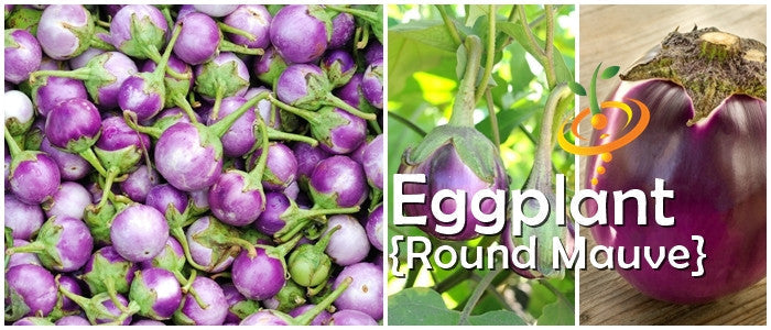 Round mauve eggplants and seeds for Eggplant (Aubergine) round mauve variety