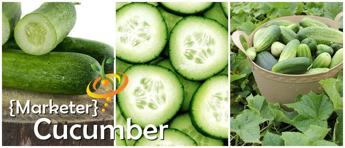 Marketer cucumber whole and sliced cucumbers with cucumber plants in garden bucket