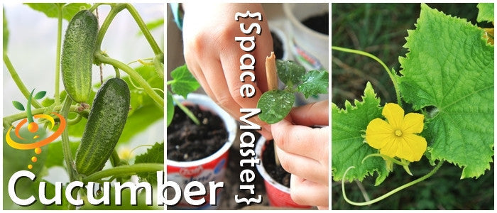 Close-up of Space Master cucumber plant with small cucumbers, hands planting seedlings, and yellow cucumber flower with green leaves