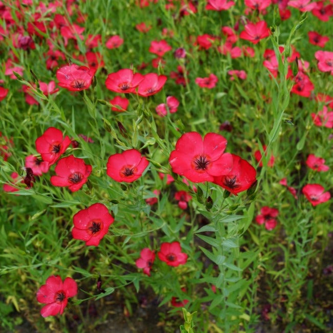 Order high-quality Scarlet Flax (Linum grandiflorum) seeds for sale from the USA. Heat & drought tolerant, frost-hardy annual with small 1" red five-petal blossoms!
