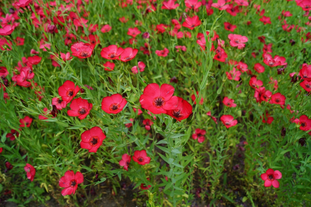 Scarlet Flax flower seeds from SeedsNow-Flowers, close-up of vibrant red flax seeds in a small pile for planting.