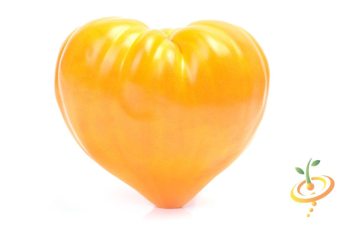 Yellow Oxheart tomato seedling, indeterminate variety from SeedsNow, with vibrant yellow fruit and lush green leaves.