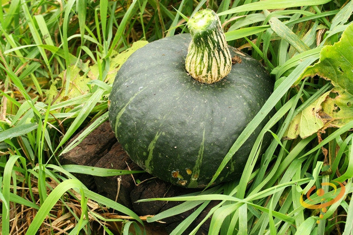 Winter squash Burgess Buttercup seeds from SeedsNow, showing vibrant green and orange Buttercup squash with textured rind.