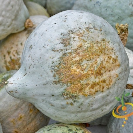 Buy fresh Blue Hubbard Winter squash seeds online from the USA now!