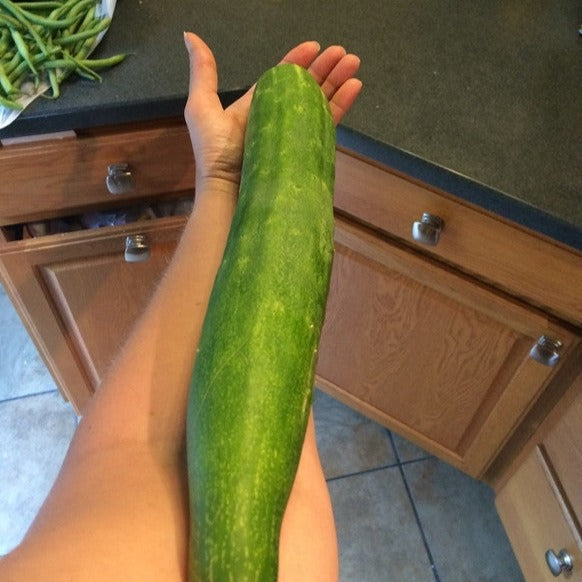 Marketer cucumber held in hand showing long dark green cucumber ideal for slicing and salads