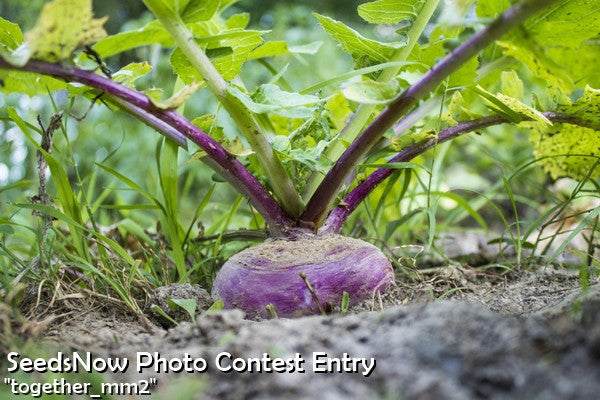 Close-up of a Purple Top White Globe turnip growing in soil with green leaves above