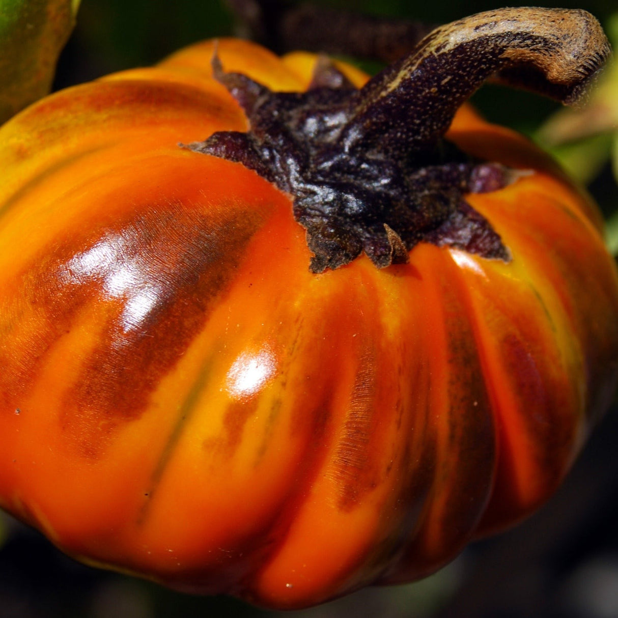 Shop Orange Turkish Eggplant seeds for sale online in the USA. Bright orange, exceptional flavor. Open pollinated USA-quality Heirloom NON-GMO organic seeds & more!