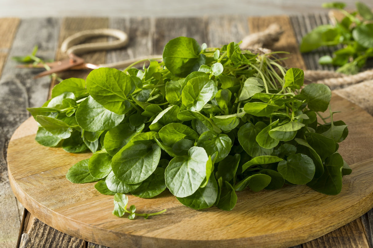 Fresh green watercress leaves on wooden cutting board with garden scissors in the background