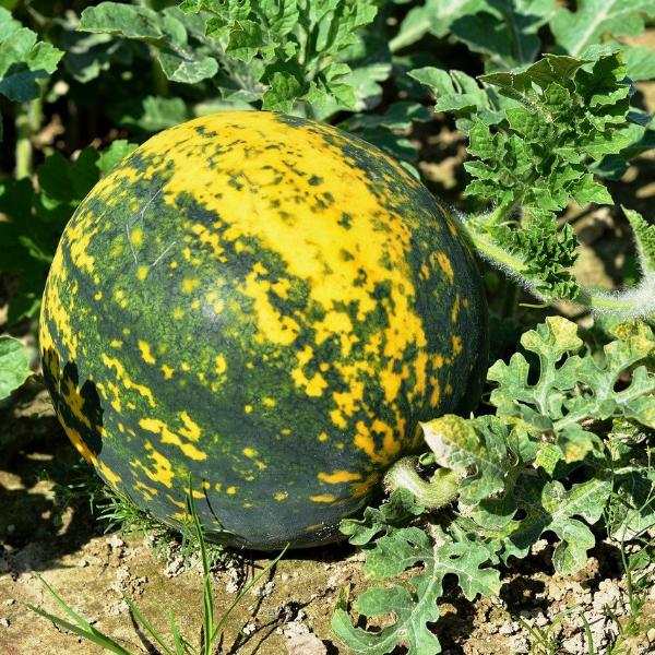 Watermelon Moon and Stars red-flesh heirloom with dark green rind and bright yellow moon and star spots growing in field