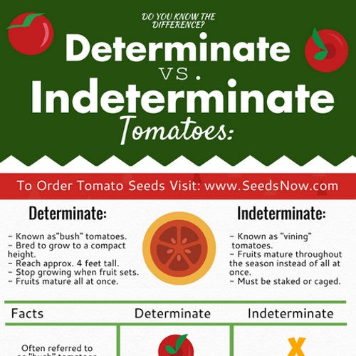 What is the Difference Between Indeterminate and Determinate Tomatoes? [INFO-GRAPHIC]