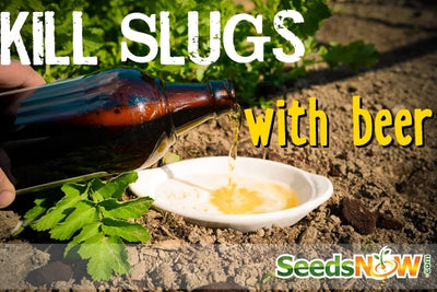 Kill Slugs with Beer 🍺