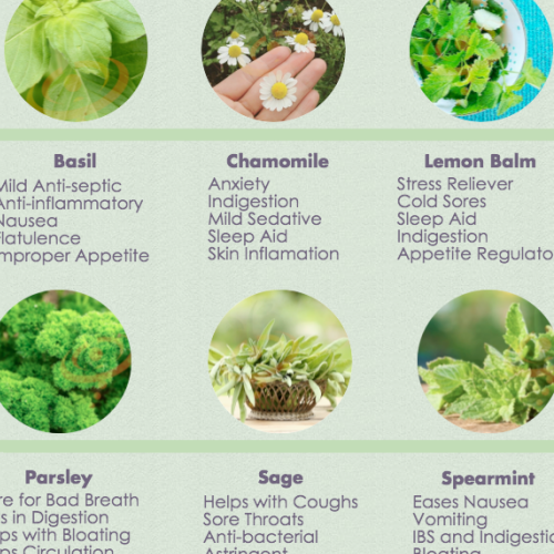 Healing Herbs That Anyone Can Grow at Home