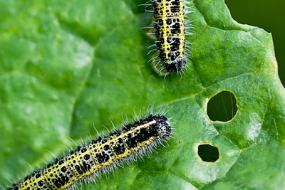 How to Deal with Pests in the Garden