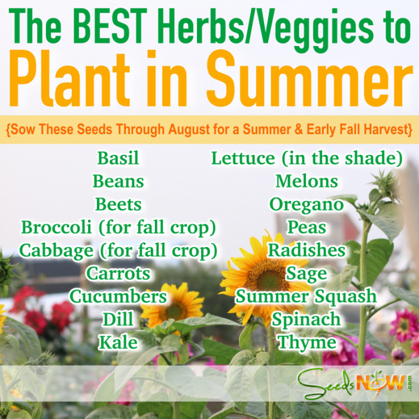 Herbs & Veggies to Plant NOW for a Summer Garden